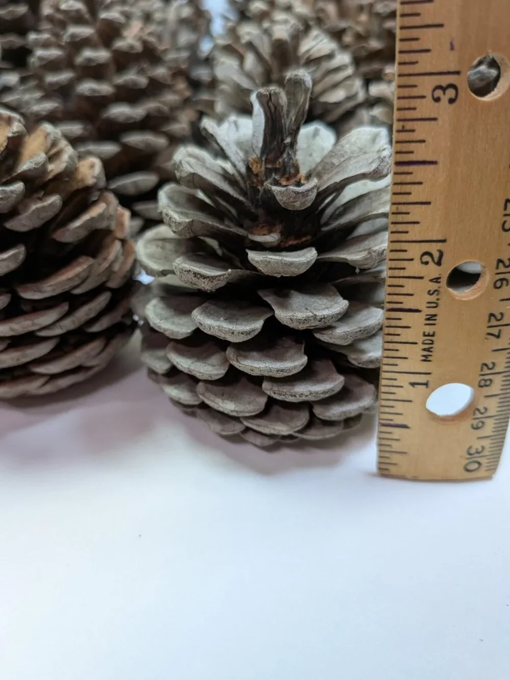 40 Extra Thick Natural Real Pinecones 3